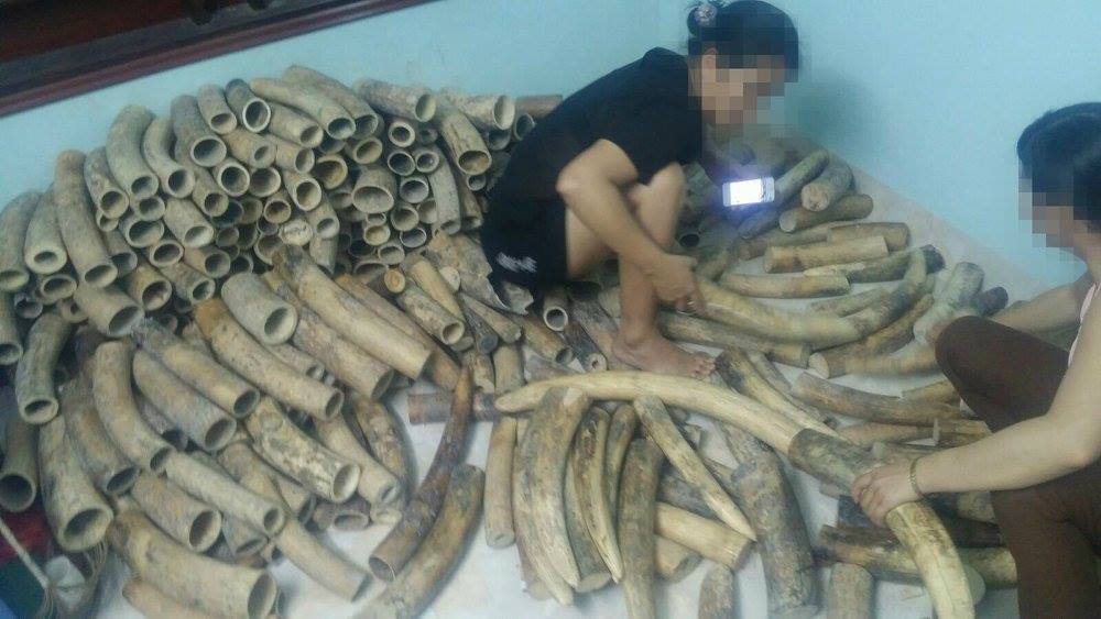 480 kilograms of ivory for sale in Vietnam. Photo by WJC.