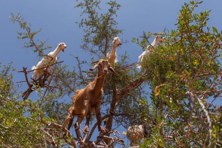 Goats in an argan tree in Morocco. Photo courtesy of Grand Parc - Bordeaux, France via Wikimedia Commons (CC2.0)