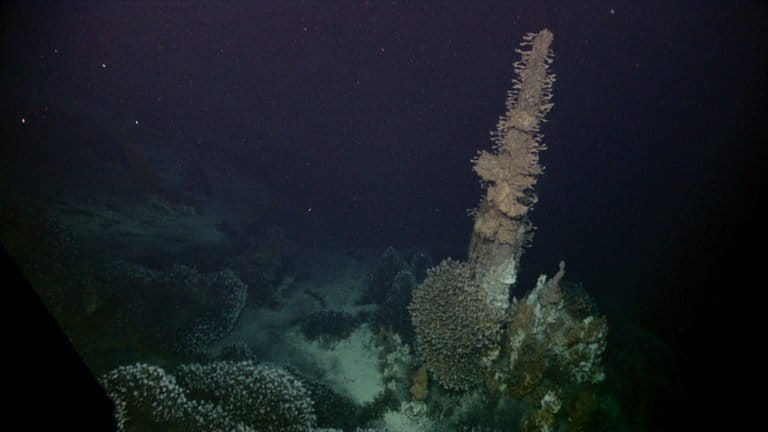 Barnacles attached to hydrothermal vent spires feeding at Kawio Barat. Image courtesy of NOAA Okeanos Explorer Program, INDEX-SATAL 2010 