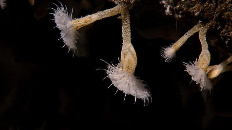 Barnacles with cirri extended at Kawio Barat. Photo courtesy of NOAA Okeanos Explorer Program, INDEX-SATAL 2010.