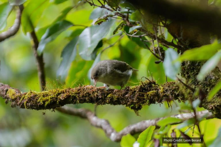 The ‘Akikiki native Hawaiian forest bird is one of the most endangered honeycreepers on the island of Kaua’i. Photo credit: Leon Berard.