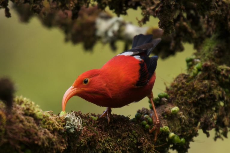 The ‘I‘iwi is a bright red honeycreeper with a matching orange-red bill. The forest bird is native to Hawai’i. Photo credit: Lucus Behnke.