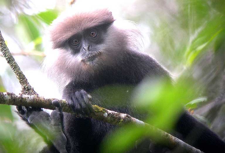 1.The Endangered Purple-faced langur (Trachypithecus vetulus) is endemic to Sri Lanka. Photo by gailhampshire licensed under the Creative Commons Attribution 2.0 Generic license