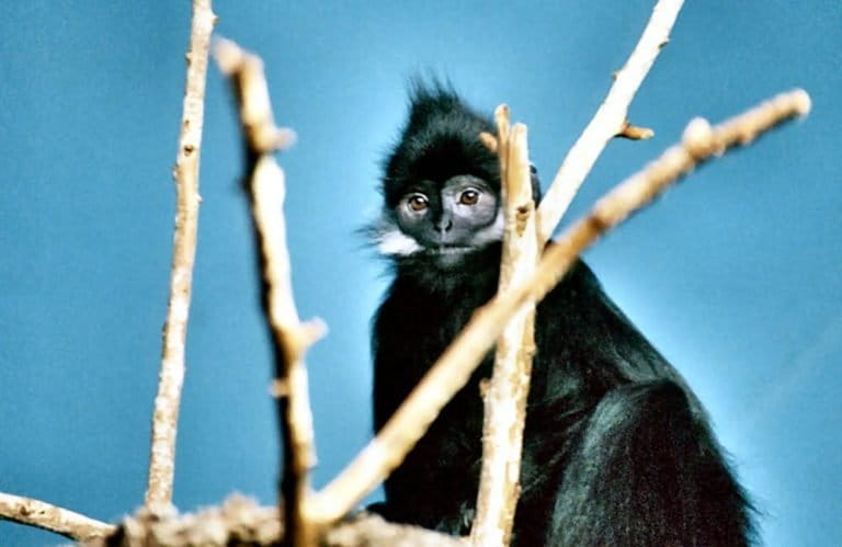 An Endangered François langur (Trachypithecus francoisi). The species is native to Vietnam and Southwest China. Photo by Lea Maimone CC BY-SA 2.5 