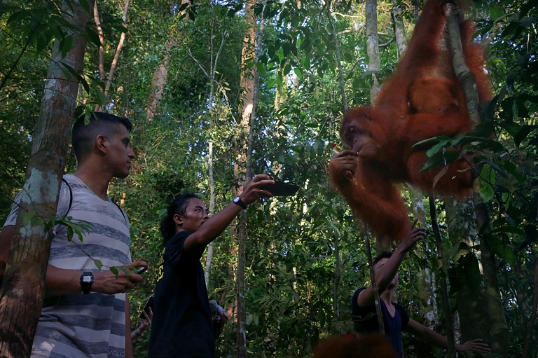 3. A local guide feeds an orangutan as tourists watch in Mount Leuser National Park. Photo by Aria Danaparamita