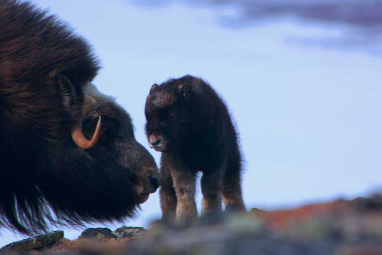 Newborn muskoxen. Photo courtesy of Joel Berger / WCS