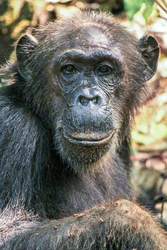 After waiting in line for many years, Gremlin, an aged female in the Kasekela community of chimpanzees at Gombe National Park, Tanzania, has finally achieved high social status. This grants her access to the best food sources and helps ensure her and her offspring’s chances of survival. Photo by Christopher S. Walker. Courtesy of Steffen Foerster/Duke University