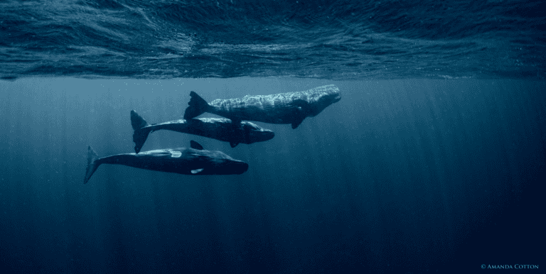 Dominica sperm whales near the surface. Photo Courtesy of The Dominica Sperm Whale Project 