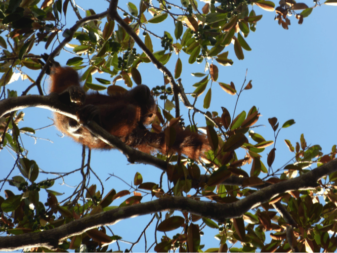 One of the roughly 150 orangutans in PT KAL. PT KAL work with International Animal Rescue on the management of and research on orangutans. Orangutans are followed regularly to understand their movement patterns and nutritional status. 