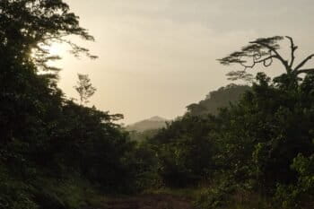 The forest of Liberia. Photo by Ashoka Mukpo for Mongabay.
