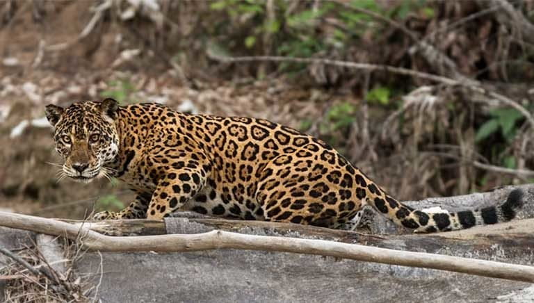 A female jaguar (Panthera onca) pauses on a riverbank. Even species that aren’t typically associated with rivers, such as jaguars, make use of riverbanks to hunt for prey. Photo © Tom Ambrose