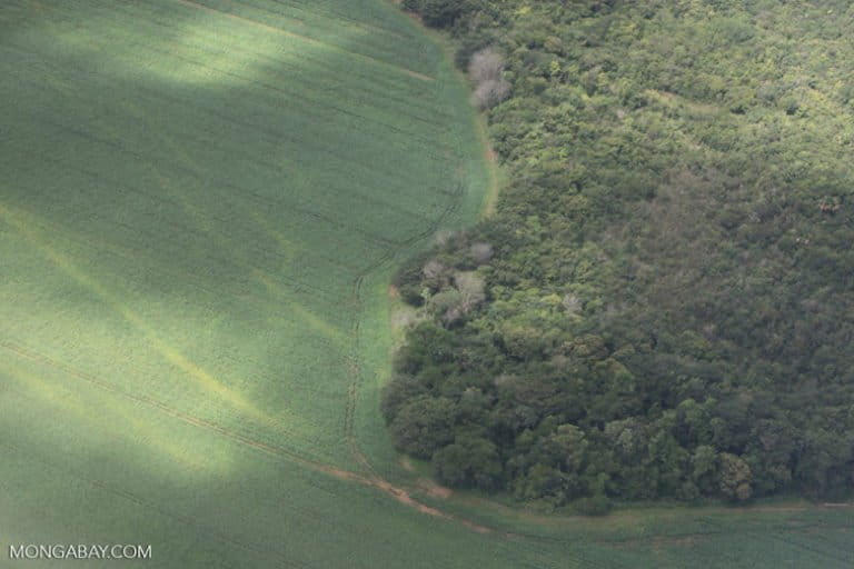 Soy and forest in the Brazilian Amazon. The soy industry will be one of the main beneficiaries of the Tapajós industrial waterway, which will open up barge and ship navigation between Mato Grosso state, the Amazon River, Atlantic ports, and beyond. Because dams facilitate lock-building, and the flooding of formerly impassable rapids, they and their reservoirs are inextricably linked with the plans for the waterway. Scientists are concerned about the resulting “all or nothing” approach to this rapid infrastructure development. Photo by Rhett A. Butler