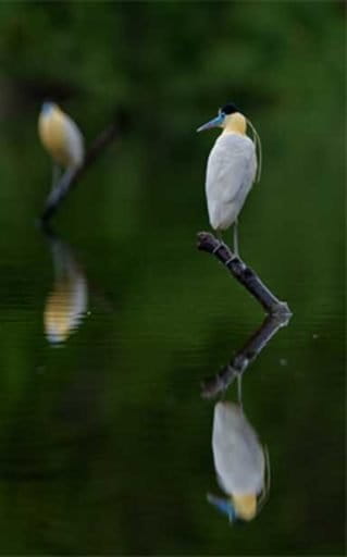 A pair of capped herons (Pilherodius pileatus). The connectivity of the Amazon’s freshwater habitats is crucial for aquatic species, but is threatened by dam construction which diminishes the flood cycles that naturally inundate the floodplain. Photo © Tom Ambrose