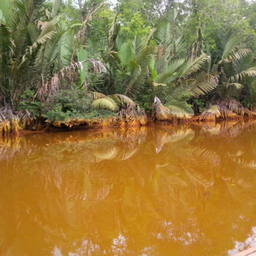 Eutrophication in Sungai Merah