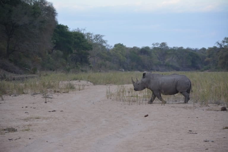 rhino-crossing-dry-river-bed-dsc_0678