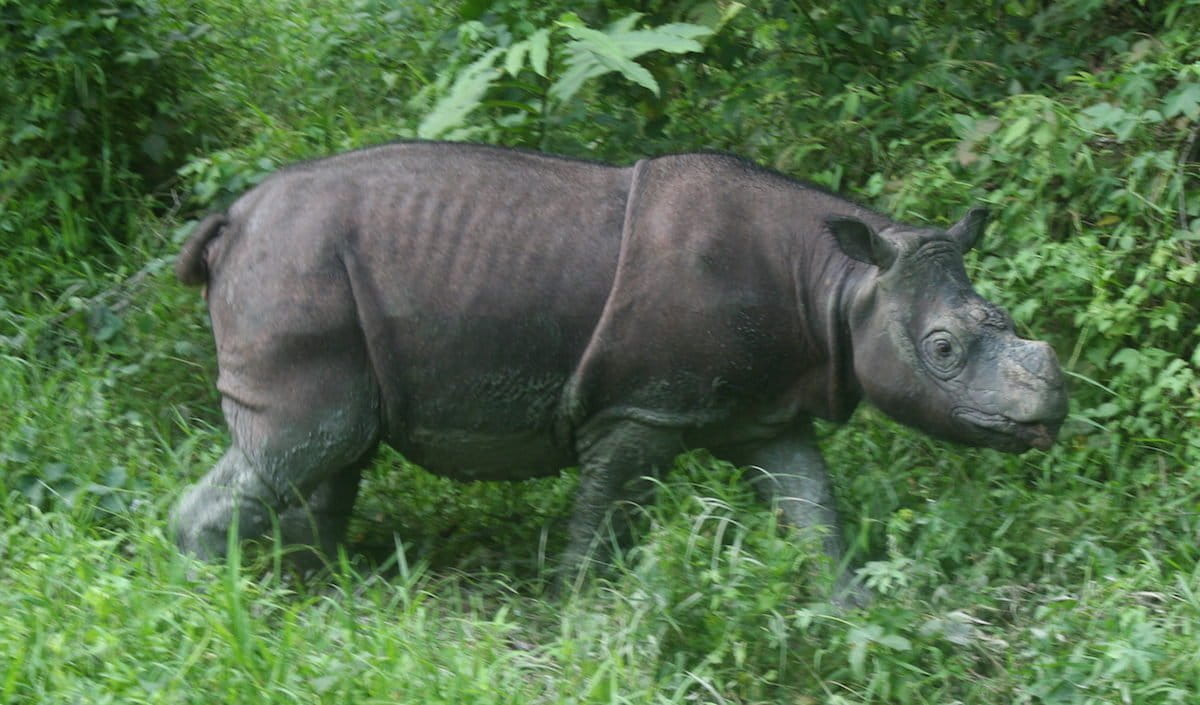 Tam, one of the captive Bornean rhinos representing hope for assisted reproduction efforts. Photo by Jeremy Hance.