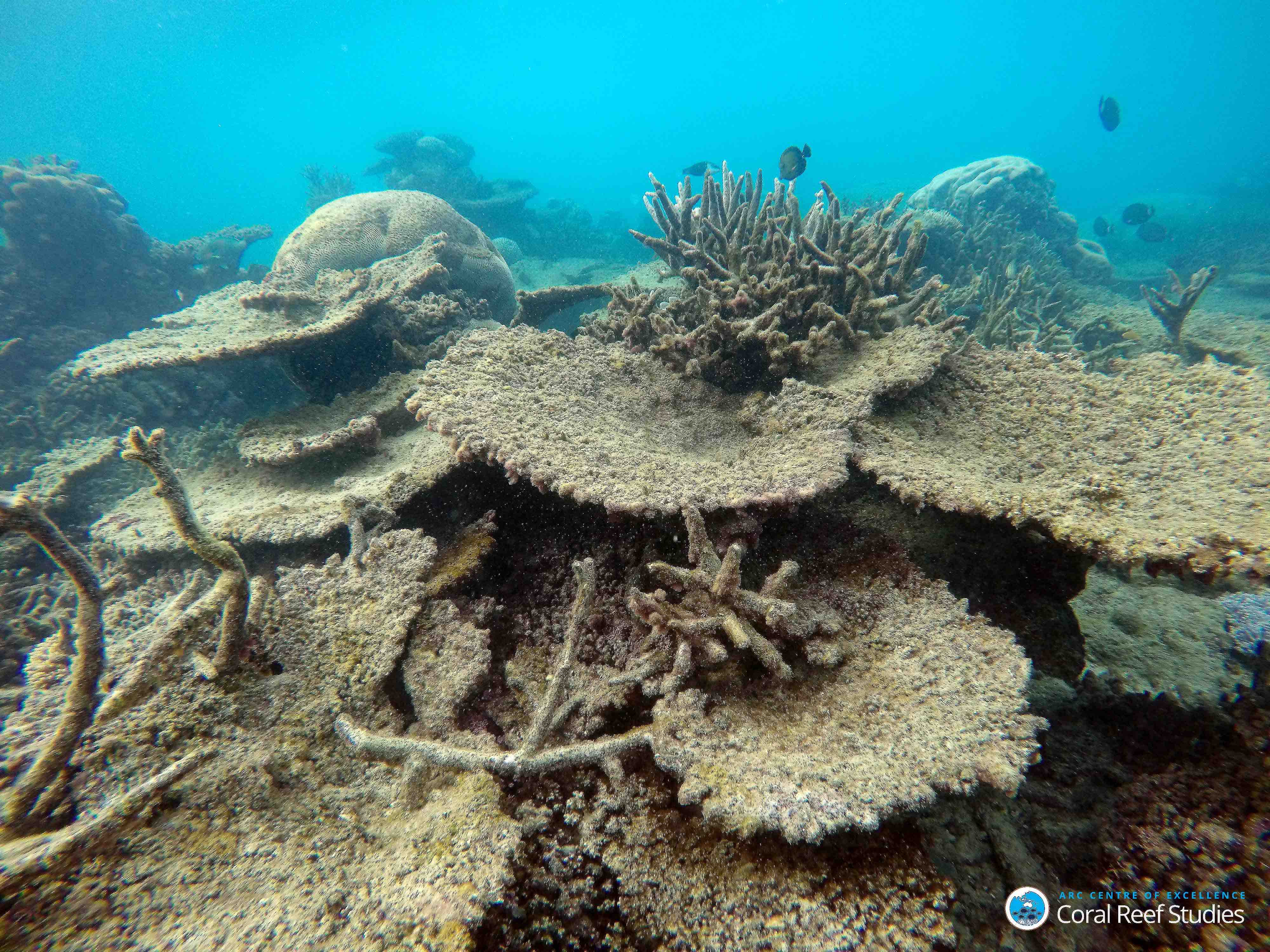 great barrier reef dead