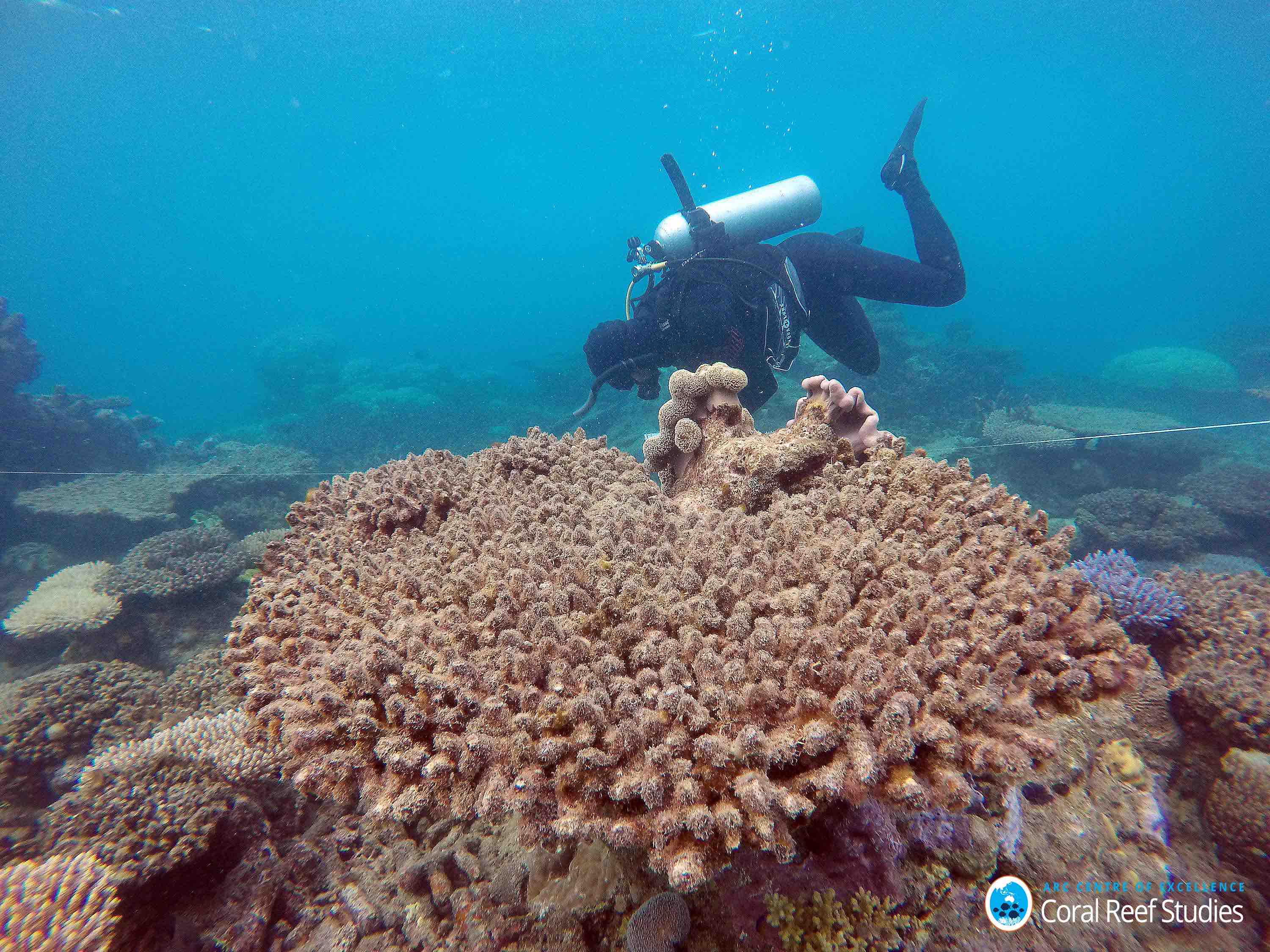 Great Barrier Reef suffered worst coral die-off on record ...