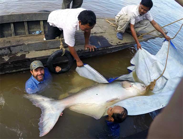 Zeb Hogan and his team studying a Mekong giant catfish in Cambodia in 2015. Photo © Zeb Hogan, University of Nevada, Reno