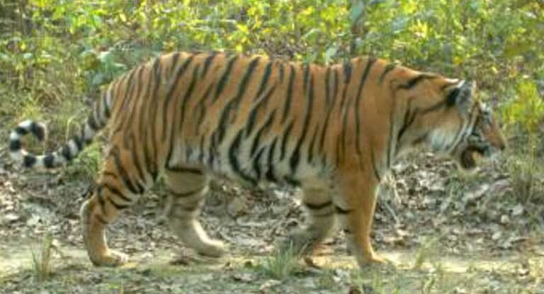 A tiger captured in camera trap in Chitwan National Park, Nepal. Local women were less likely to value protecting the tigers than men, largely because women aren’t included in conservation efforts, and they lack knowledge regarding the value of ecosystems. Photo by Neil Carter