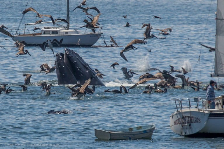 Humpback whale lunge feeding in the bay by the shore in Port San Luis, Avila Beach, CA. Photo credit: Mike Baird.