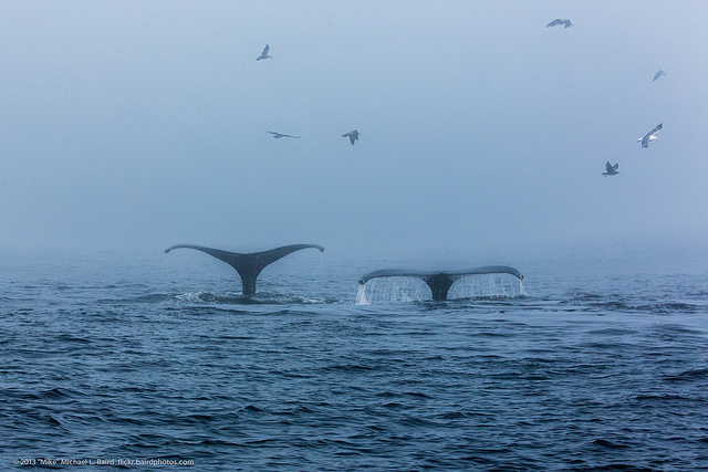 Humpback whales diving as they lunge feed in Morro Bay, CA. Photo credit: Mike Baird.