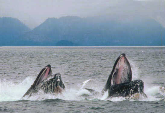 Humpback whales surfacing while lunge feeding. Photo credit: NOAA.