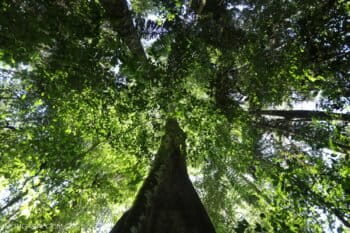 An Amazon rainforest tree in Peru. Photo by Rhett A. Butler