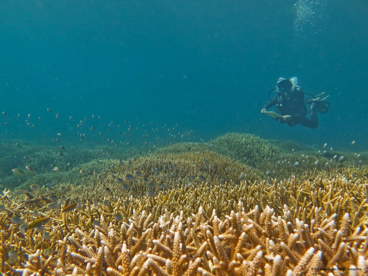 A researcher dives into the waters of Southeast Sulawesi to monitor reef conditions. Photo by Evi Nurul Ihsan/WWF-Indonesia.