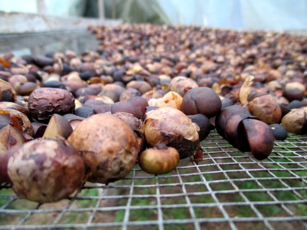 Ramón tree seeds harvested in Guatemala's Maya Biosphere Reserve dry on racks before local women roast and process them to make various food products. Photo by Sandra Cuffe