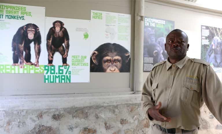 Un chimpanzé croque le doigt du directeur de son zoo