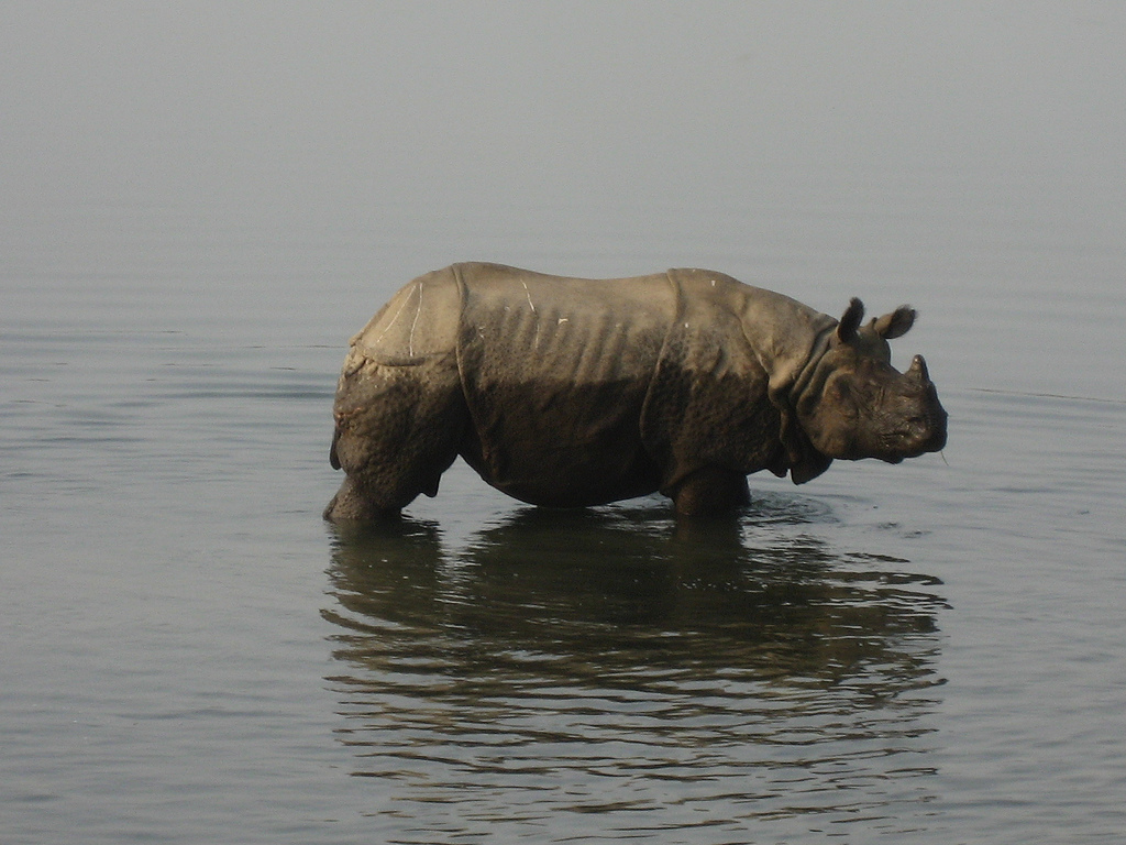 A rhino takes a dip in Nepal. Photo by Wonker/Flickr.