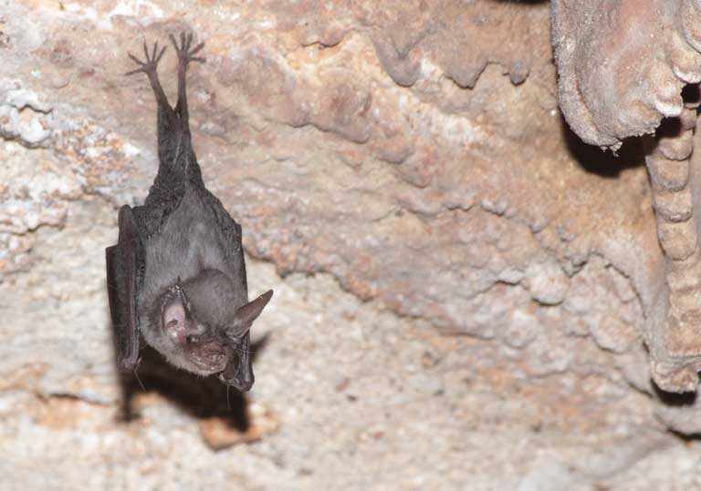 Un pipistrello calabrone, o pipistrello dal naso di maiale di Kitti, in una grotta in Thailandia. Foto di: Pipat Soisook