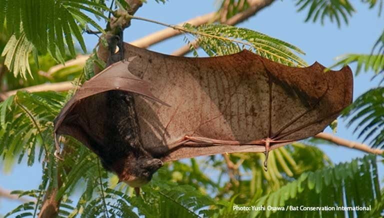 El zorro volador de corona dorada (Acerodon jubatus) extendiendo sus alas de cinco pies. Crédito: Yushi Osawa / Bat Conservation International