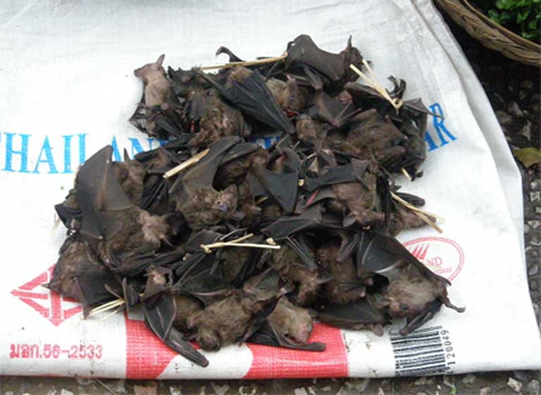 Pipistrelli sul menu. Questi pipistrelli vengono preparati per il consumo in Laos. Foto di Stan Dalone / Creative Commons 2.0