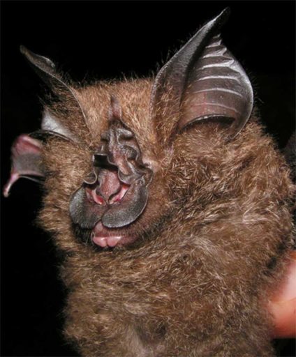 Vanishing point: Bumblebee bat is world's smallest; it's also at risk