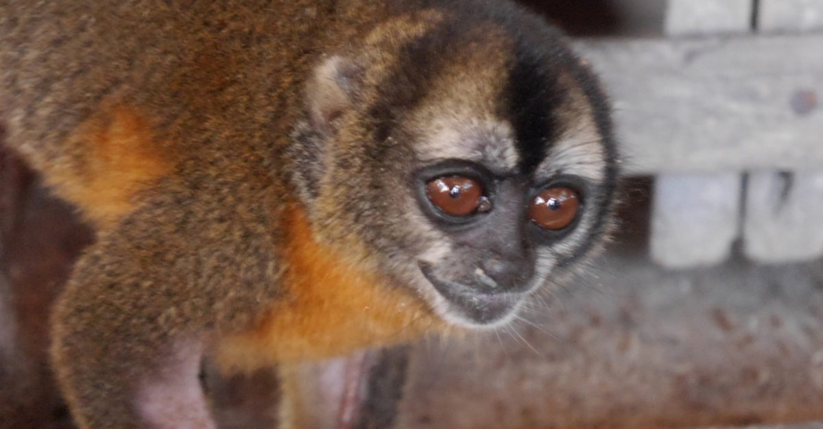 A nocturnal monkey or Musmuqui (Aotus nancymae) in the house of the presumed trafficker. Photo by Dan Collyns