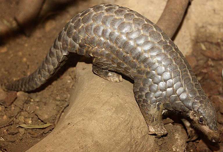 A Chinese pangolin (Manis pentadactyla) in the Leipzig Zoo. Pangolins are the world’s most trafficked mammal species. Photo by Nachbarnebenan in the public domain.