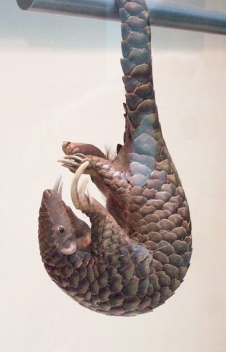 A pangolin hangs upside down. A revolutionary new type of modular transmitter would attach to the animal’s scales and travel with it into the trees and below ground, relaying data for up to five months. Photo by verdammelt licensed under the Creative Commons Attribution-Share Alike 2.0 Generic license