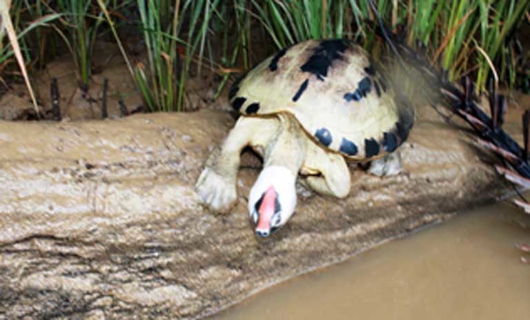 A painted terrapin male in its stunning breeding colors, basks on river log. Photo courtesy of the Satucita Foundation