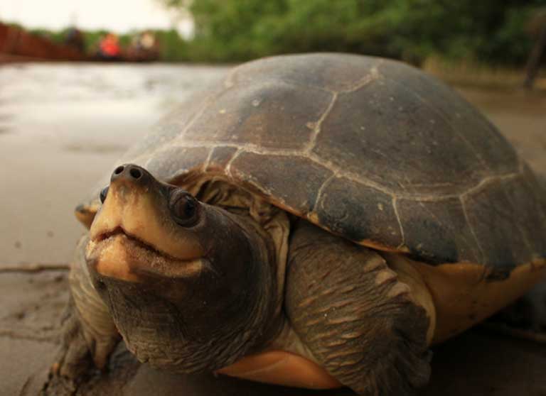 A female painted terrapin on river bank. Photo courtesy of the Satucita Foundation