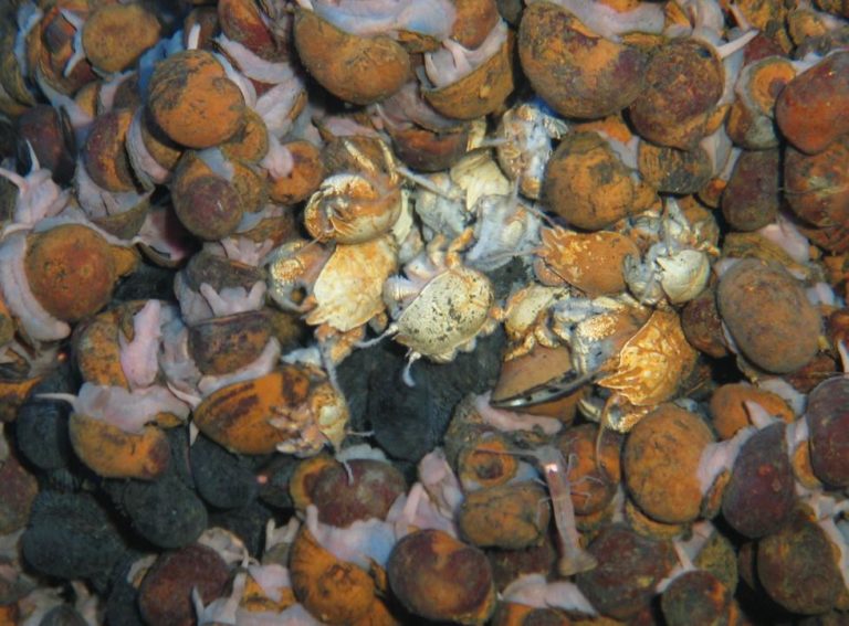 A group of hairy-chested ‘Hoff crabs’. Credit University of Southampton. A group of hairy-chested ‘Hoff crabs’. Credit University of Southampton.