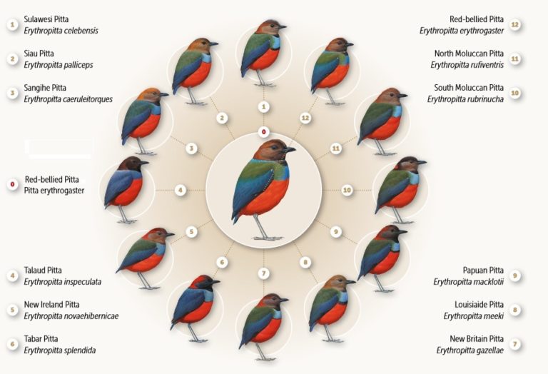 Image: BirdLife International Image: BirdLife International