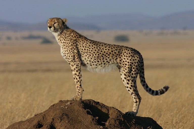 Cheetah. Photo courtesy of ZSL