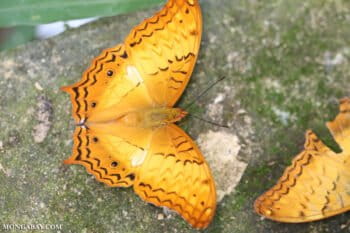 A butterfly in the forests of Vietnam. Photo by Rhett A. Butler.