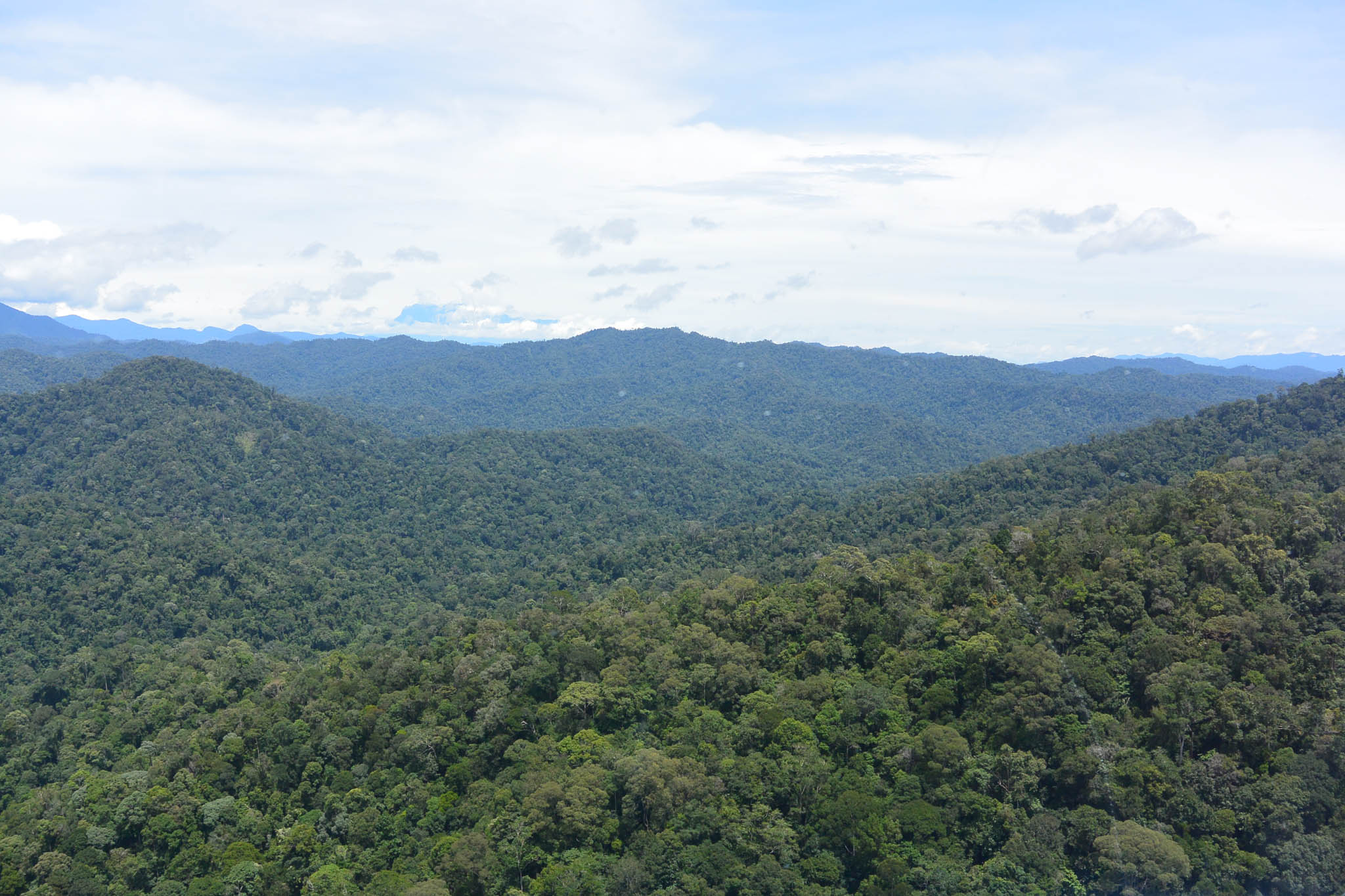 FMU5’s terrain ranges from 150 to 2,300 meters above sea level. © WWF-Malaysia/STCP