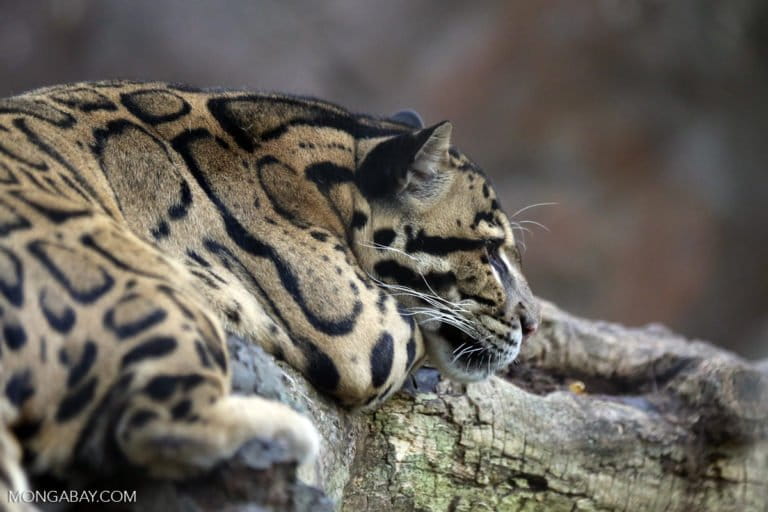 Surveys of FMU5 revealed the presence of the clouded leopard, a vulnerable species according to the International Union for the Conservation of Nature. Photo by Rhett A. Butler