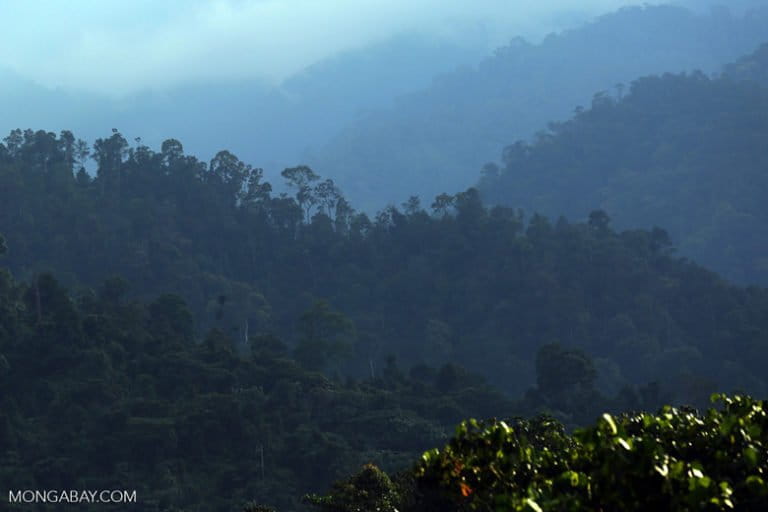 Sumatra’s Leuser ecosystem covers 2.6 million hectares. It boasts 10,000 species of plant and 200 species of mammal — dozens found nowhere else on earth. Of the 6,000 orangutans left in Sumatra, 90 percent live in Leuser. Photo by Rhett A. Butler / Mongabay