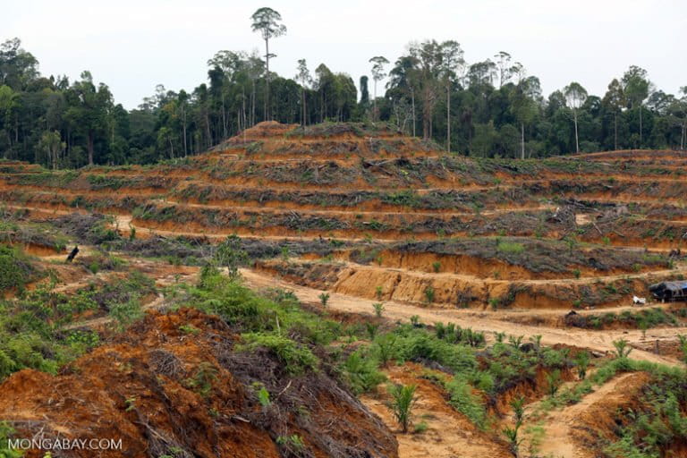 Illegal deforestation for an oil palm plantation in Aceh Tamiang in 2014. Photo by Rhett A. Butler / Mongabay