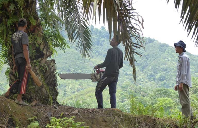 Rudi Putra oversees a team cutting down illegally planted oil palm within the Gunung Leuser National Park. Photo by Colleen Kimmett